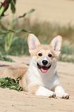 CORGI PEMBROKE 190